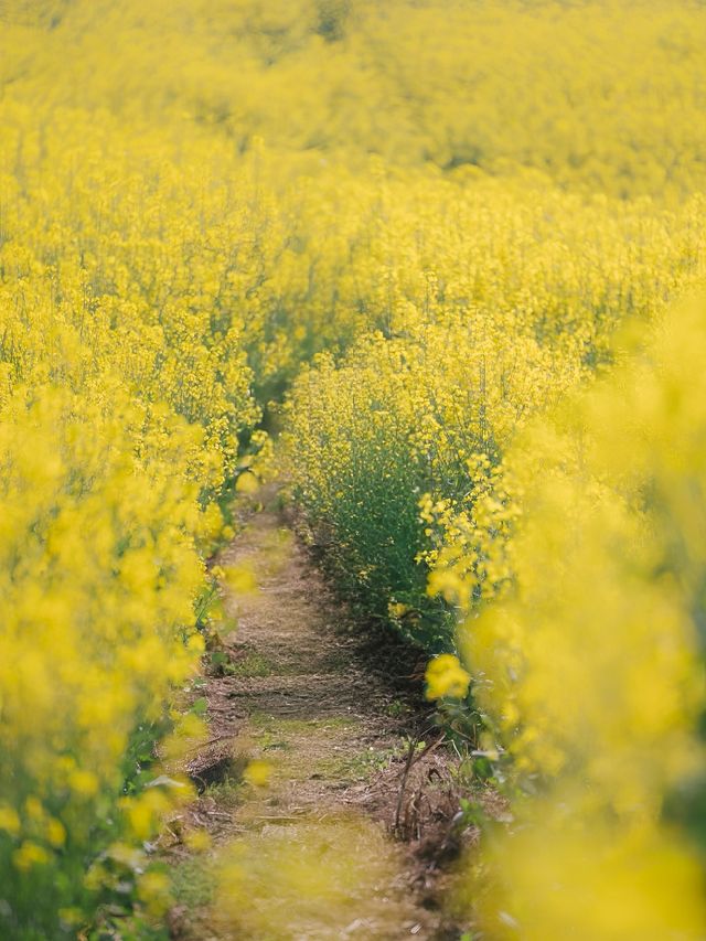 【4月限定】德陽最美油菜花地圖，快收藏！