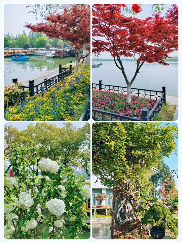 南京玄武湖賞花全攻略｜承包整個春天的浪漫，避開人潮這樣拍