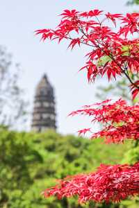 綠意盎然，四月中下旬初遊虎丘