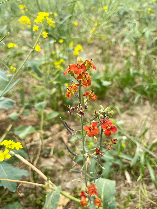 七彩油菜花｜雖然來晚了，但還是相遇了