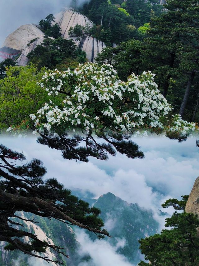 等等 什麼？ 華山 點進來讓你看看什麼是真正的華山
