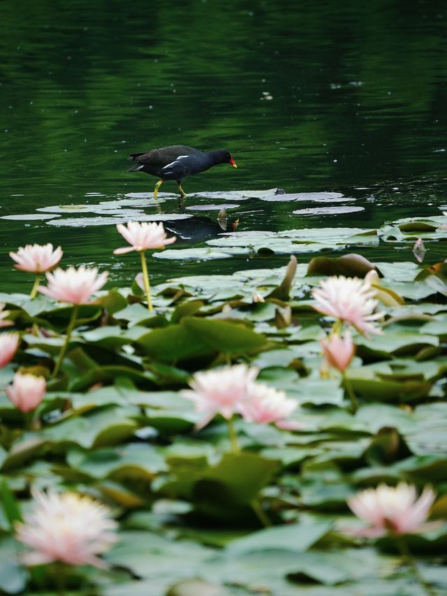 杭州茅家埠睡蓮已開成莫奈花園！想看看你的
