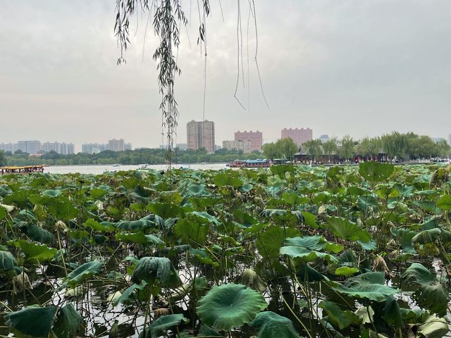 大學生特種兵濟南一日遊攻略來啦！