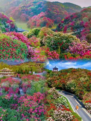 —Encounter a Spring Feast on Earth's Colorful Ribbon