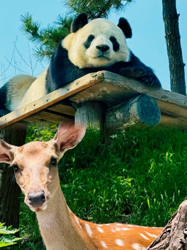 唔係！國寶熊貓嘅待遇真係……
