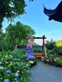 永福寺繡球 寺院花展 . -杭州永福寺嘅繡球花一般喺5月至6月盛開，今年永福寺嘅繡球花展從5月15