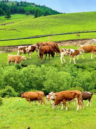 2-hr Direct Trip from Taiyuan! Exploring Shanxi's "Little Switzerland"