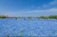 花海騎遊·與鯊共舞：探索福岡海之中道