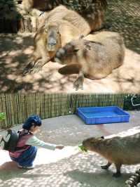 懶人式湊仔好去處——紫清湖旅遊區