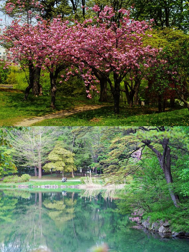 水鏡櫻魄：札幌中島公園朝暮行