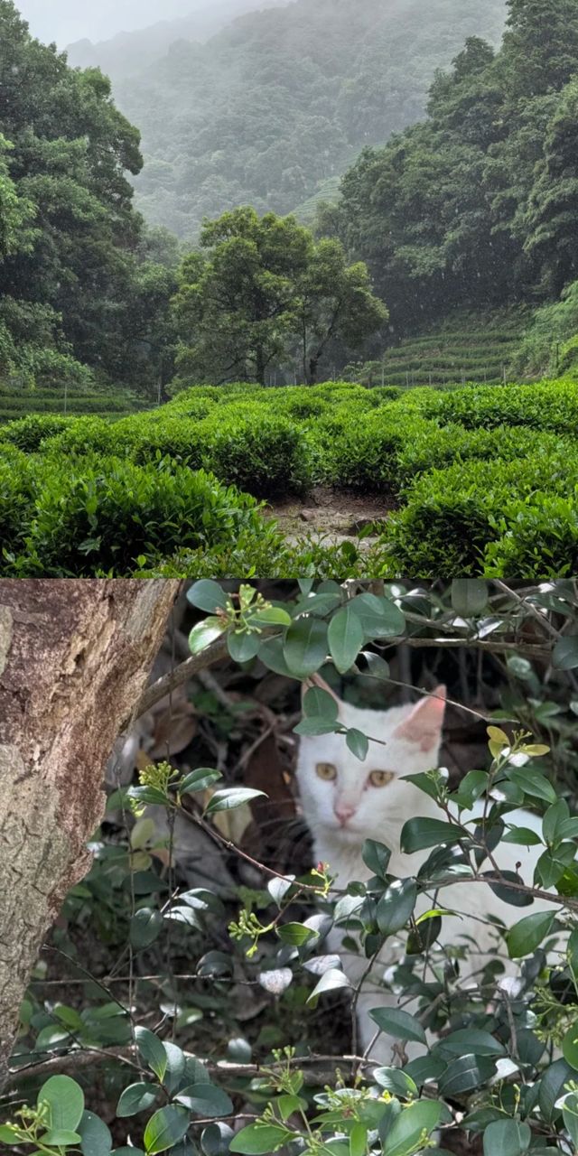 跟風成功！今次我踏入咗雨天行山嘅仙境！