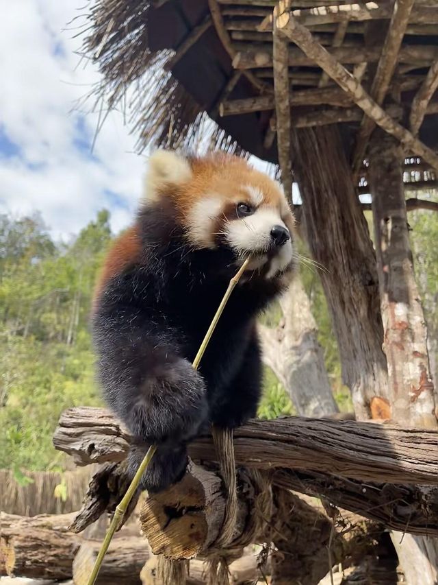 西雙版納之旅返嚟啦，暑假帶小朋友去嘅真係要諗清楚啊！