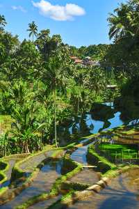 Discover Bali’s Top 5 Rice Terrace Views! 📷