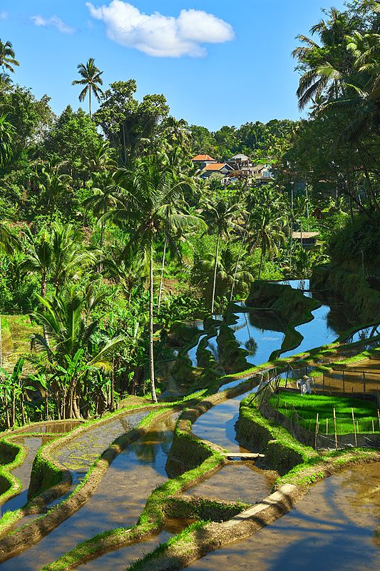 Discover Bali’s Top 5 Rice Terrace Views! 📷