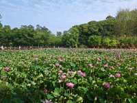 金鷹山莊賞荷