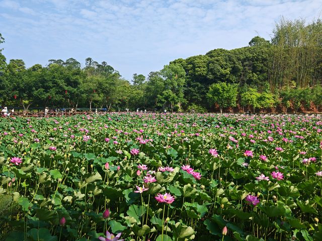 金鷹山莊賞荷