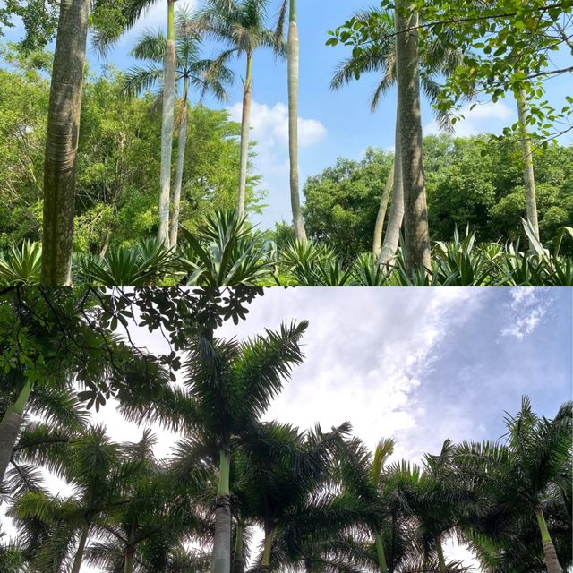 全球僅存2個瑪珥湖之一！湛江湖光岩，湖水清澈到連落葉都不會沉