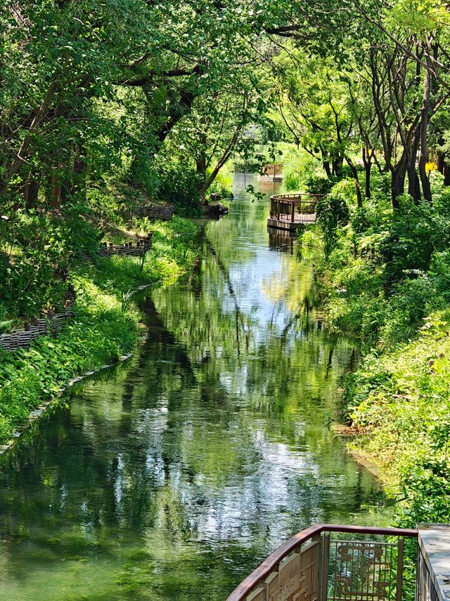 【北塢公園】漫步稻浪與古橋間