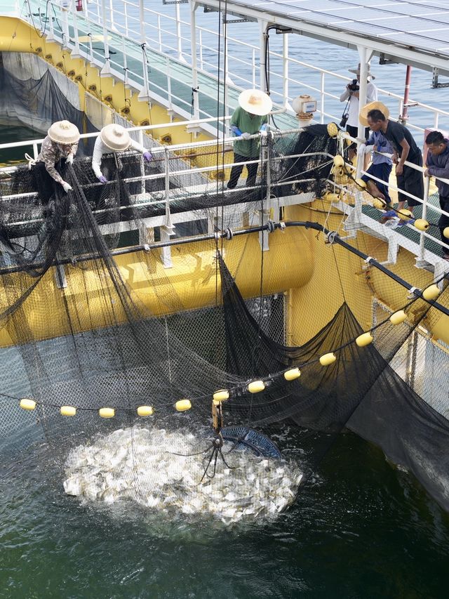 金鯧魚之都「湛江」捕撈現場帶你睇