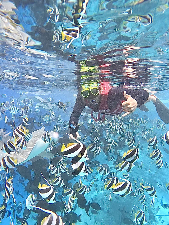🌊 Snorkeling in Paradise: A Maldives Dream Come True! 🤿✨