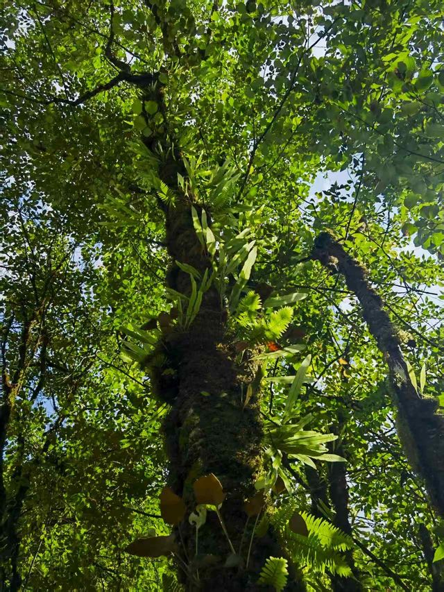 喇叭河｜濾鏡碎咗一地，綠野滿分，童話零分||