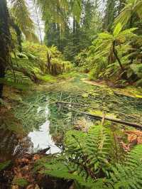 Redwoods Treewalk遊覽攻略：樹冠間的奇幻之旅