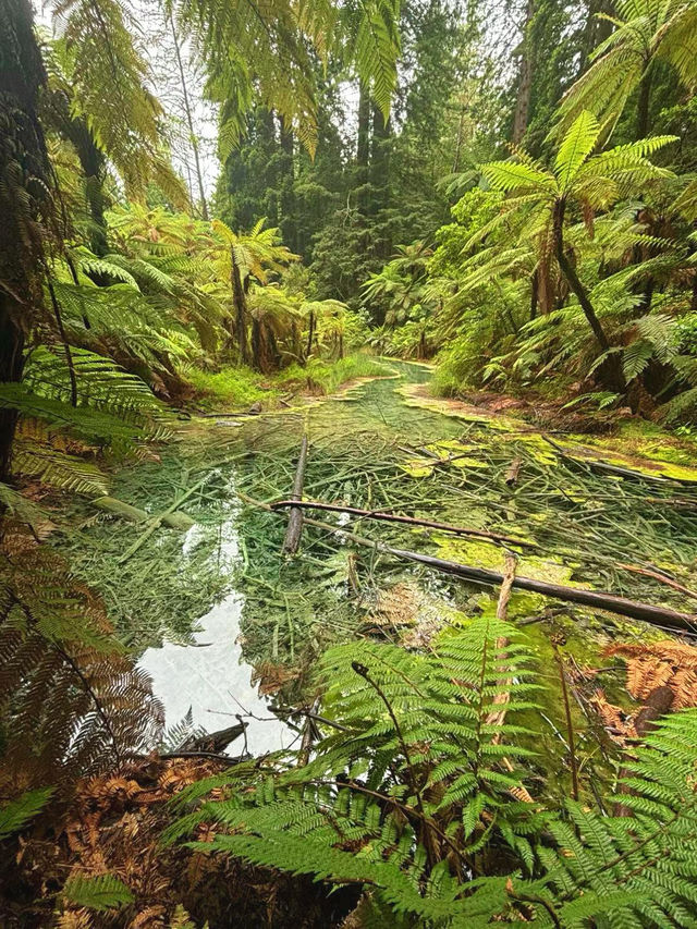 Redwoods Treewalk遊覽攻略：樹冠間的奇幻之旅