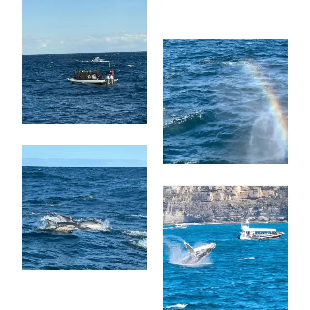 雪梨出海觀鯨