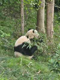 🐼 청두 자이언트 판다기지 이렇게 구경하세요 🐼