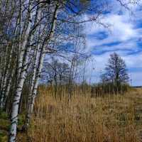 🌾 Lammassaari: A Walk Into Helsinki’s Wild Side