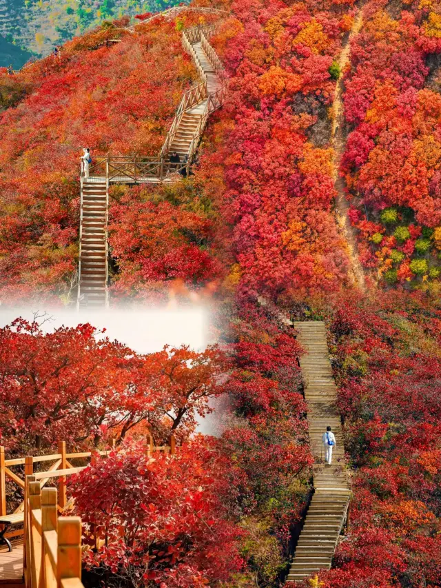 京郊紅葉棧道，這裡已到達觀賞，錯過等一年