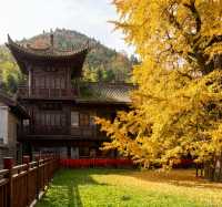 【長安第一絕美古剎！1400年銀杏樹下，邂逅盛唐的秋】
