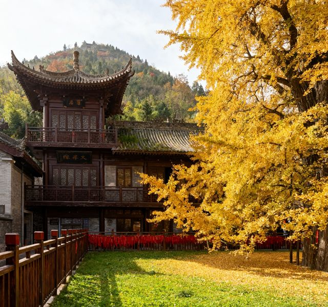 【長安第一絕美古剎！1400年銀杏樹下，邂逅盛唐的秋】