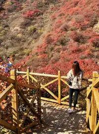 北京最美秋天在這！免費紅葉步道美到窒息
