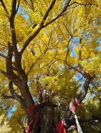 唐山禪林寺，千年銀杏樹下邂逅金色佛國