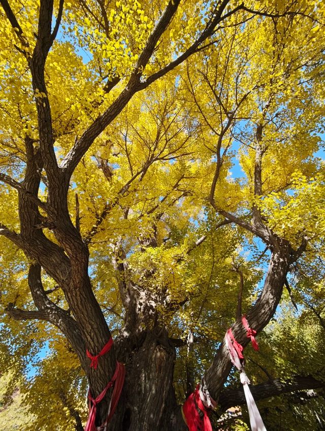 唐山禪林寺，千年銀杏樹下邂逅金色佛國