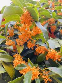 賞桂花雨的小眾去處,人少、安靜、景美!