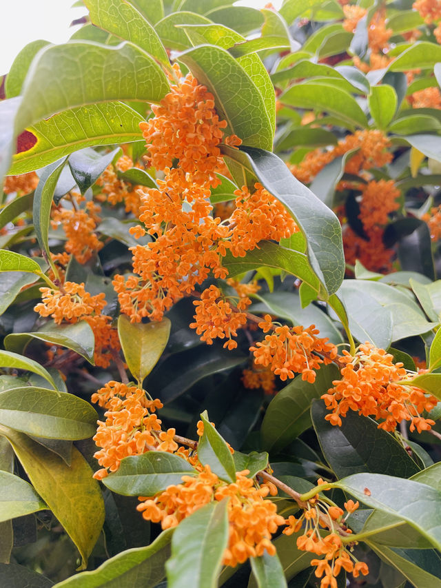 賞桂花雨的小眾去處,人少、安靜、景美! 賞桂花雨的小眾去處,人少、安靜、景美!