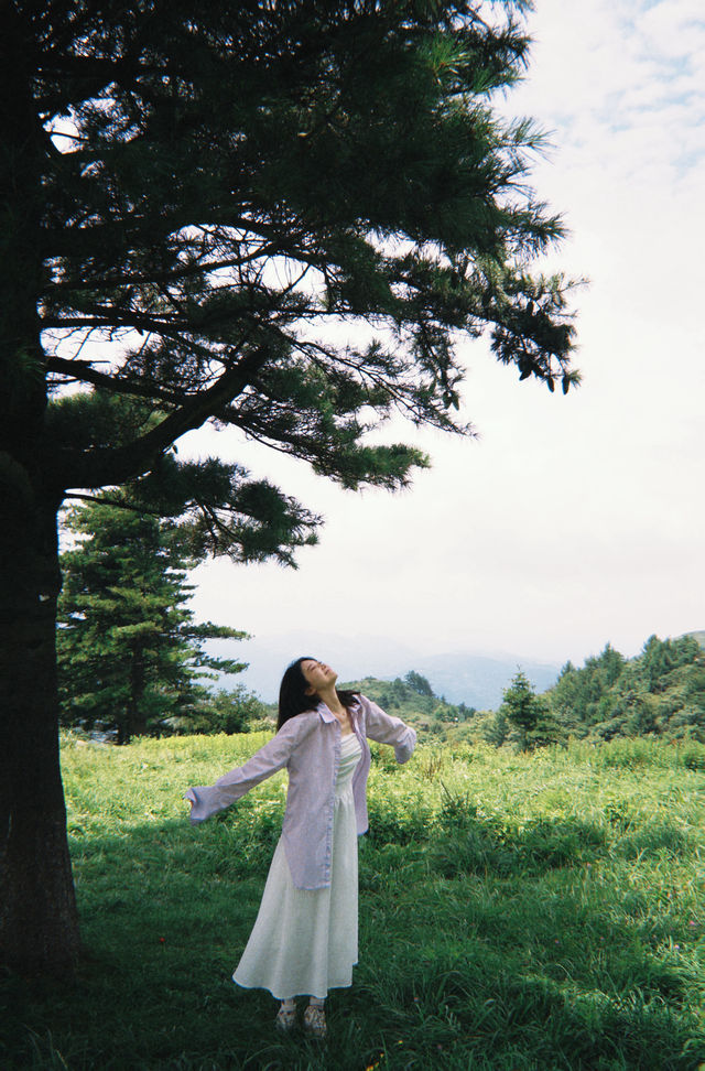 不是新疆!是湖北恩施被嚴重低估的高山草原! 不是新疆!是湖北恩施被嚴重低估的高山草原!