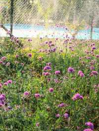 新鄉私藏！0.5h直達的紫色花海，治癒所有不開心