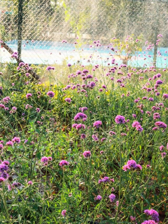 新鄉私藏！0.5h直達的紫色花海，治癒所有不開心