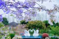 從晨曦到日暮,每一幀都是花漾暴擊