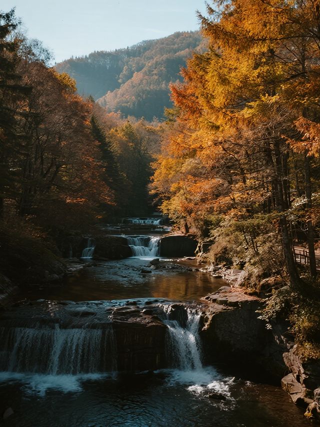 秋日遛娃私藏地！光霧山紅葉美到心巴上
