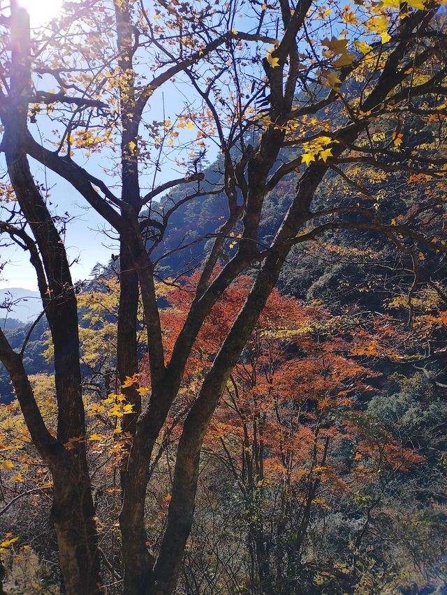 冬日黃山美如畫！12月免門票攻略速速碼住