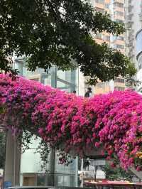 廣州冬日限定|全城最美的粉紅色三角梅花海打卡點