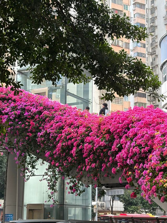 廣州冬日限定|全城最美的粉紅色三角梅花海打卡點 廣州冬日限定|全城最美的粉紅色三角梅花海打卡點