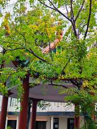 中式庭院躺平日