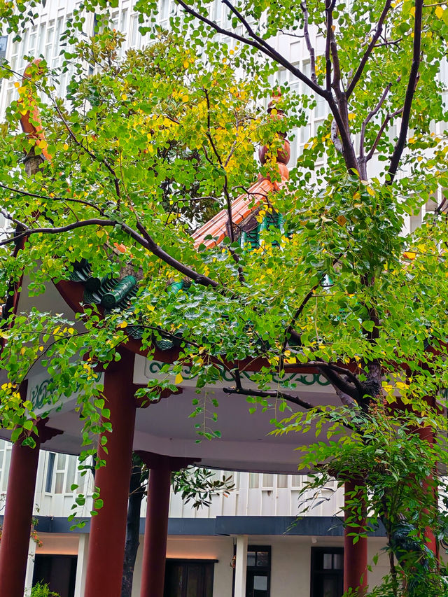 中式庭院躺平日