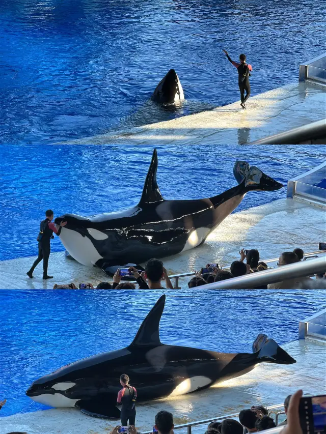 11.16 Shanghai Haichang Ocean Park