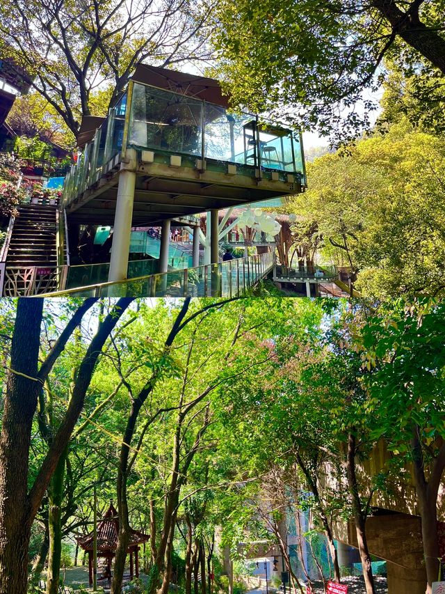 重慶秋冬citywalk天花板黃葛古道全下坡攻略！